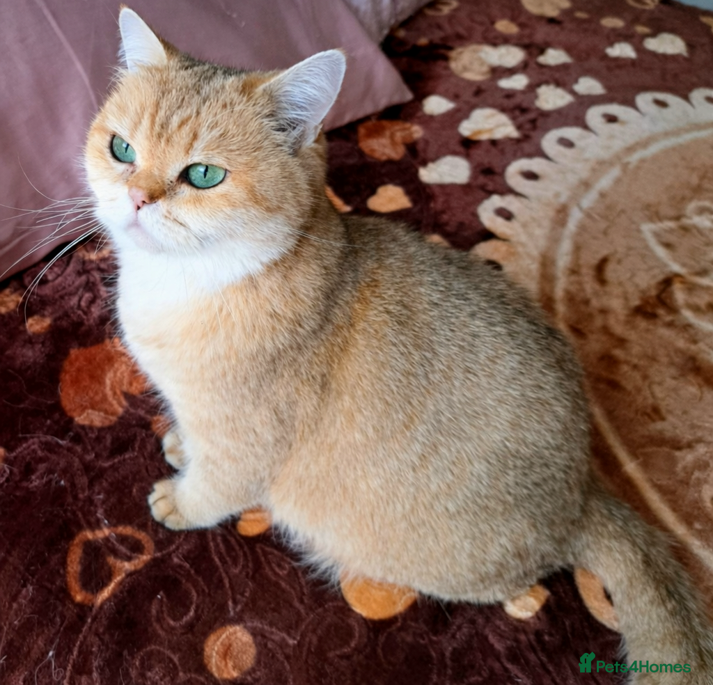British Shorthair cats ✨  Gorgeous Retired Queen  ✨ - Advert 4