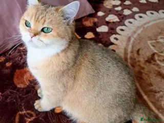 British Shorthair cats ✨ Gorgeous Retired Queen ✨ - Advert 4