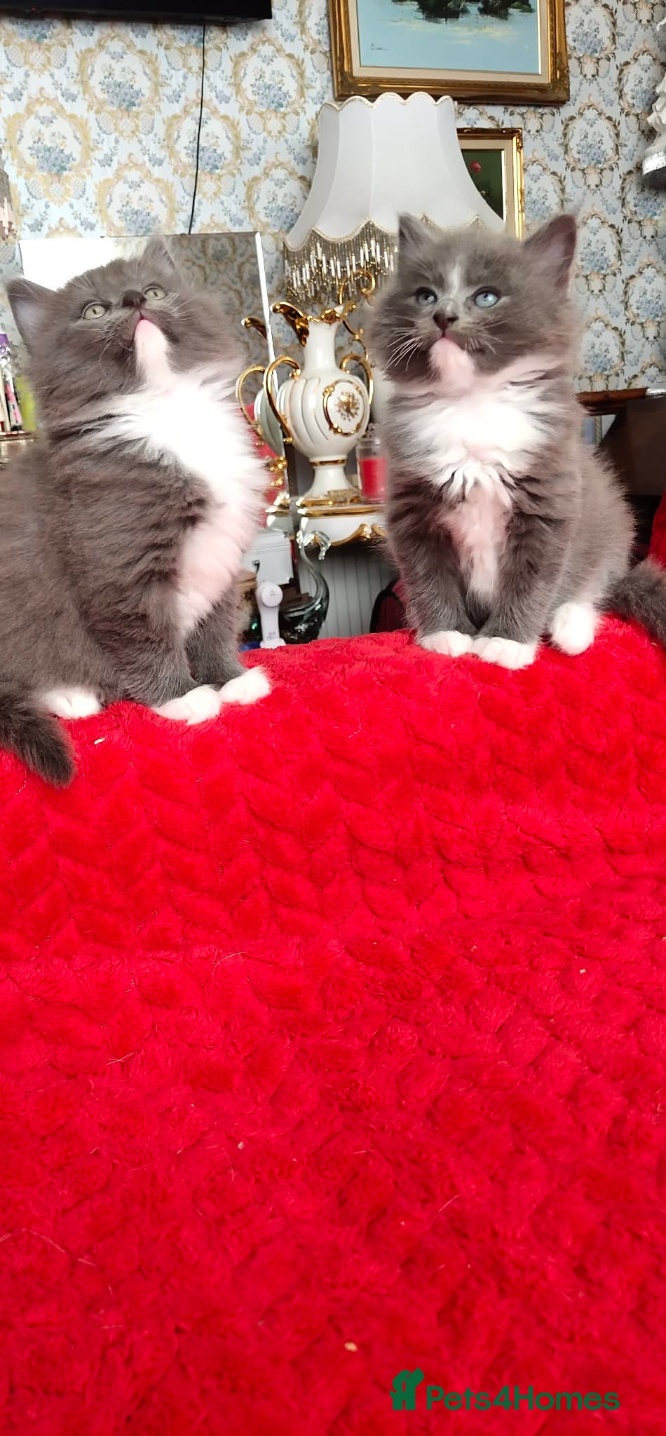 Mixed Breed cats KITTENS - Advert 2