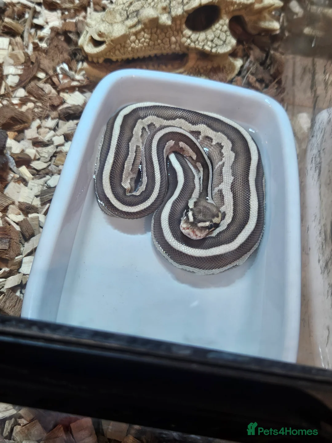 Python Snake reptiles for sale: 8 month old female Lesser Leopard ball python  - Advert 4
