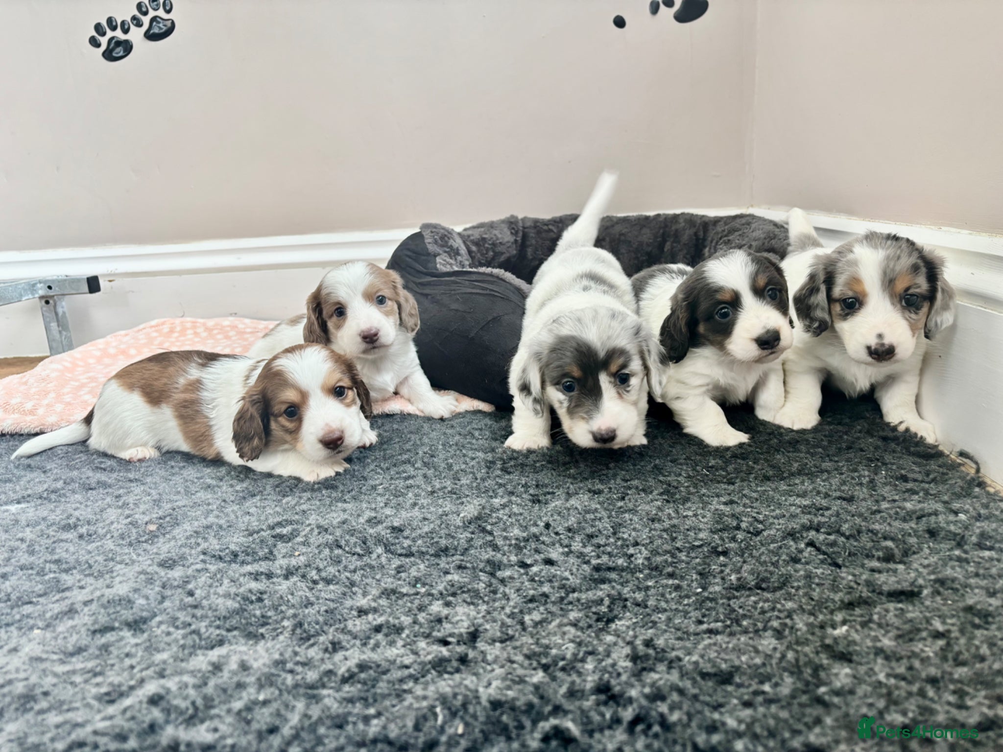 Dachshund dogs QUALITY LONGHAIRED MINIATURE DACHSHUND PUPPIES - Advert 1