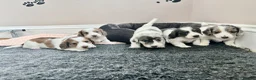 Dachshund dogs for sale: QUALITY LONGHAIRED MINIATURE DACHSHUND PUPPIES - Advert 1