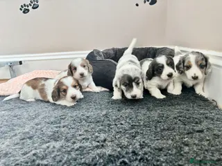 Dachshund dogs for sale: QUALITY LONGHAIRED MINIATURE DACHSHUND PUPPIES - Advert 1