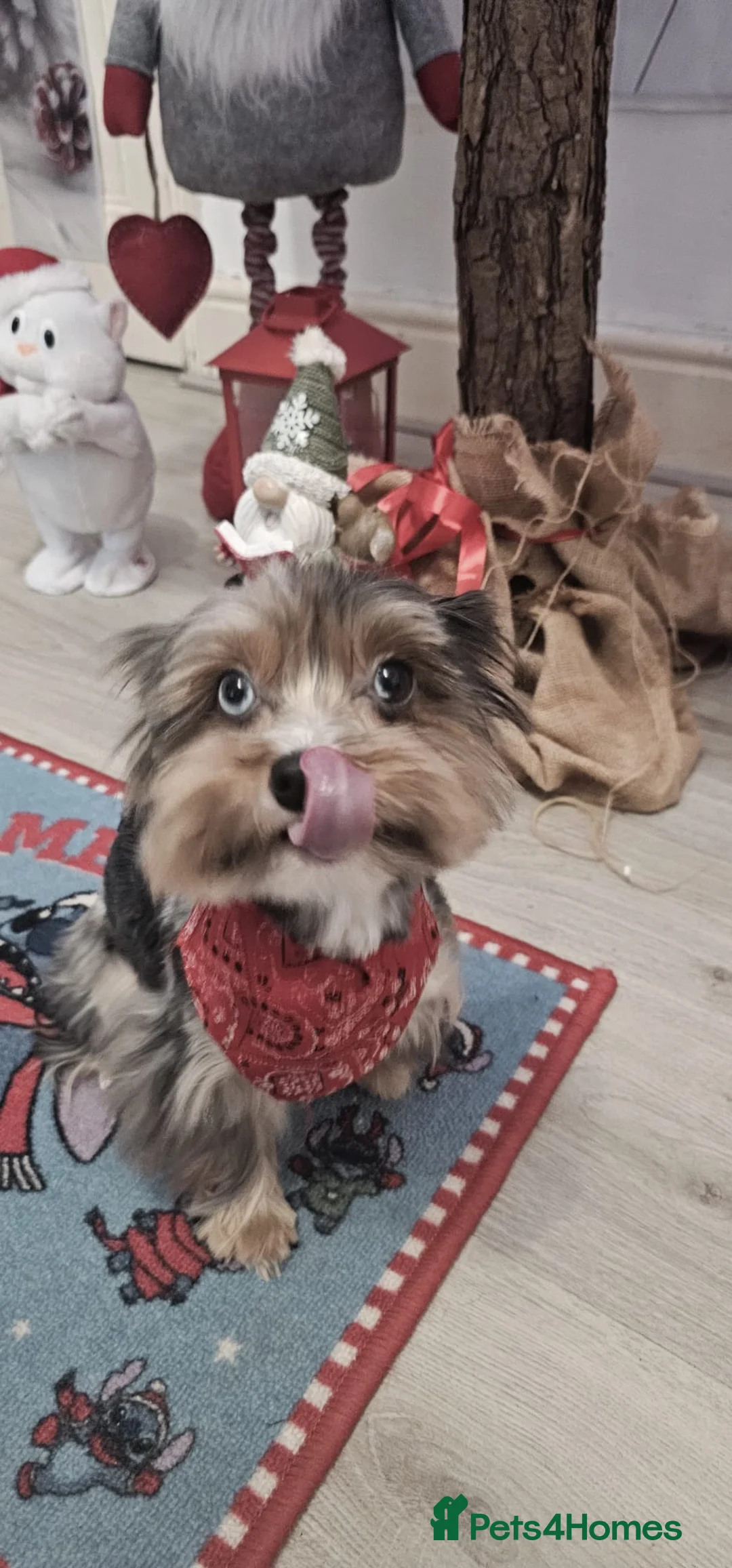 Yorkshire Terrier dogs for sale: Beautiful little Girl 💕Tiny Yorkshire Terrier  - Advert 26