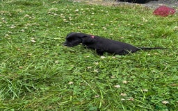 Mixed Breed dogs for sale: Dalmatian/Golden retriever cross puppies - Image 18