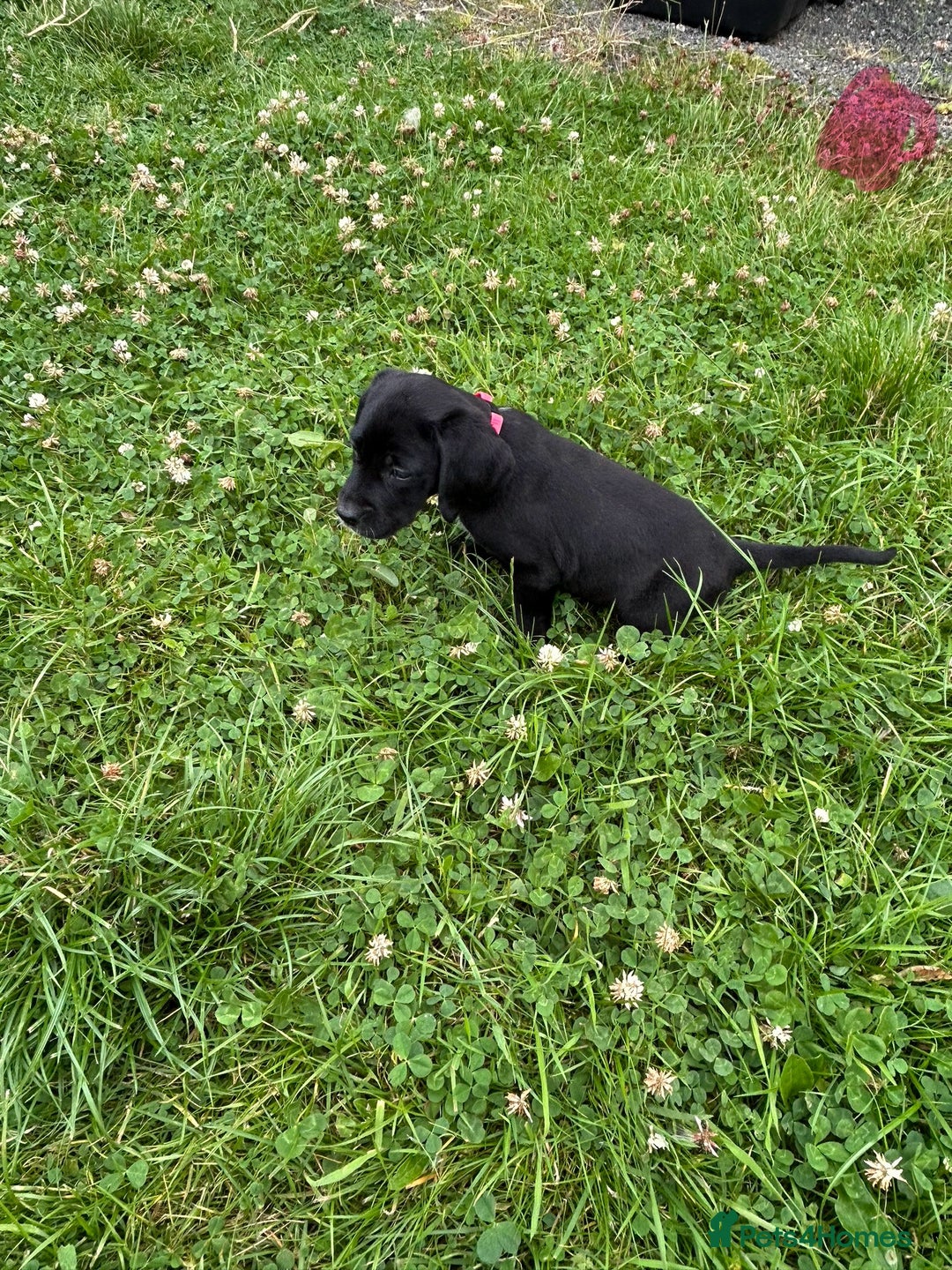 Mixed Breed dogs for sale: Dalmatian/Golden retriever cross puppies - Image 18
