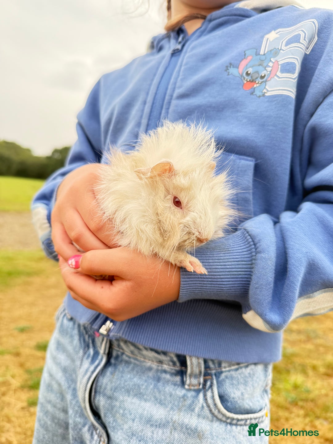 Guinea Pig rodents for sale: Baby Guinea pigs for sale  - Image 5