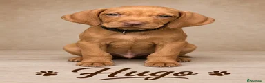 Hugo 