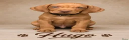 Hungarian Vizsla dogs for sale: 1 x KC registered Hungarian vizsla puppy £1600 - Advert 24