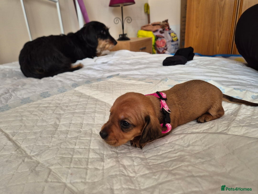 Dachshund dogs for sale: Smooth Haired Dachshund puppies - Advert 13