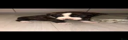 Mixed Breed dogs for sale: American Akita × American Staffy Puppies 🐾 - Advert 4