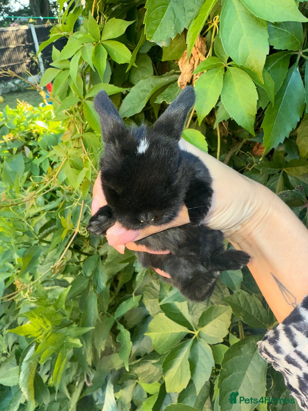 Mini Lop rabbits for sale: Top quality mini lop babies  - Image 11