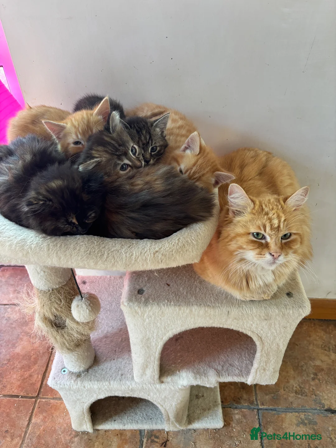 Mixed Breed cats for sale: Ginger-Tabby-Tortoiseshell kittens - Advert 2