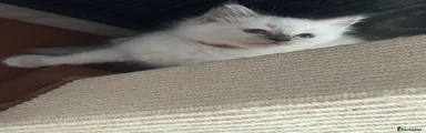 Ragdoll 3
