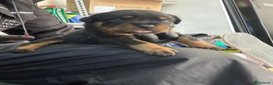 Rottweiler 2
