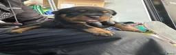 Rottweiler dogs for sale: Rottwiler puppies - Advert 18