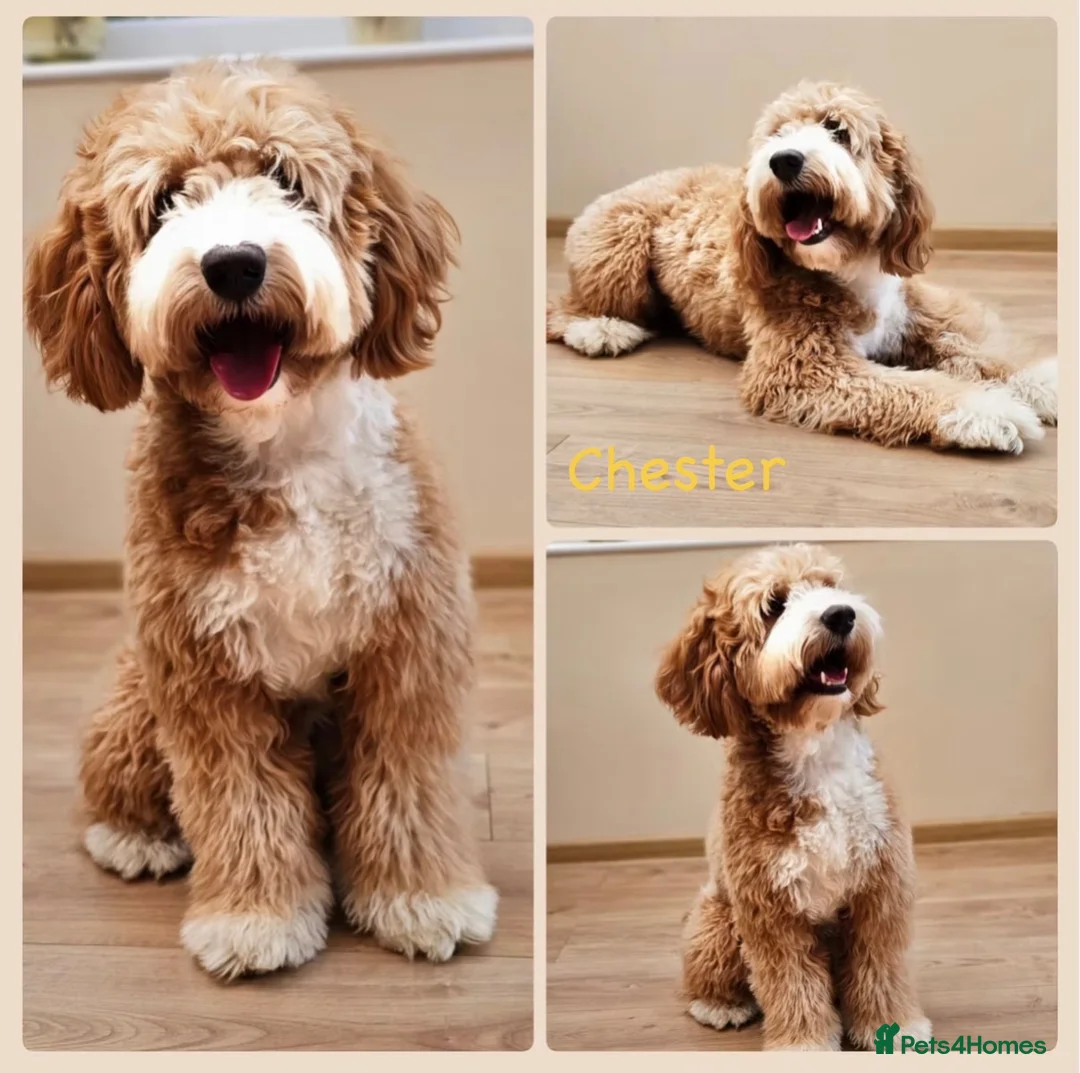 Australian Labradoodle dogs for sale: Australian double doodle puppies expected  - Advert 16