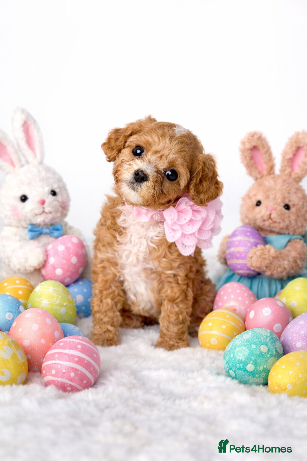 Cavapoo dogs F1 Red Cavapoo teddy bear🐻🌸 girl available🐶💖🌸 - Advert 12