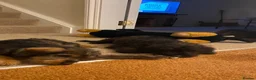 Mixed Breed dogs for sale: Little Penny  - Advert 8