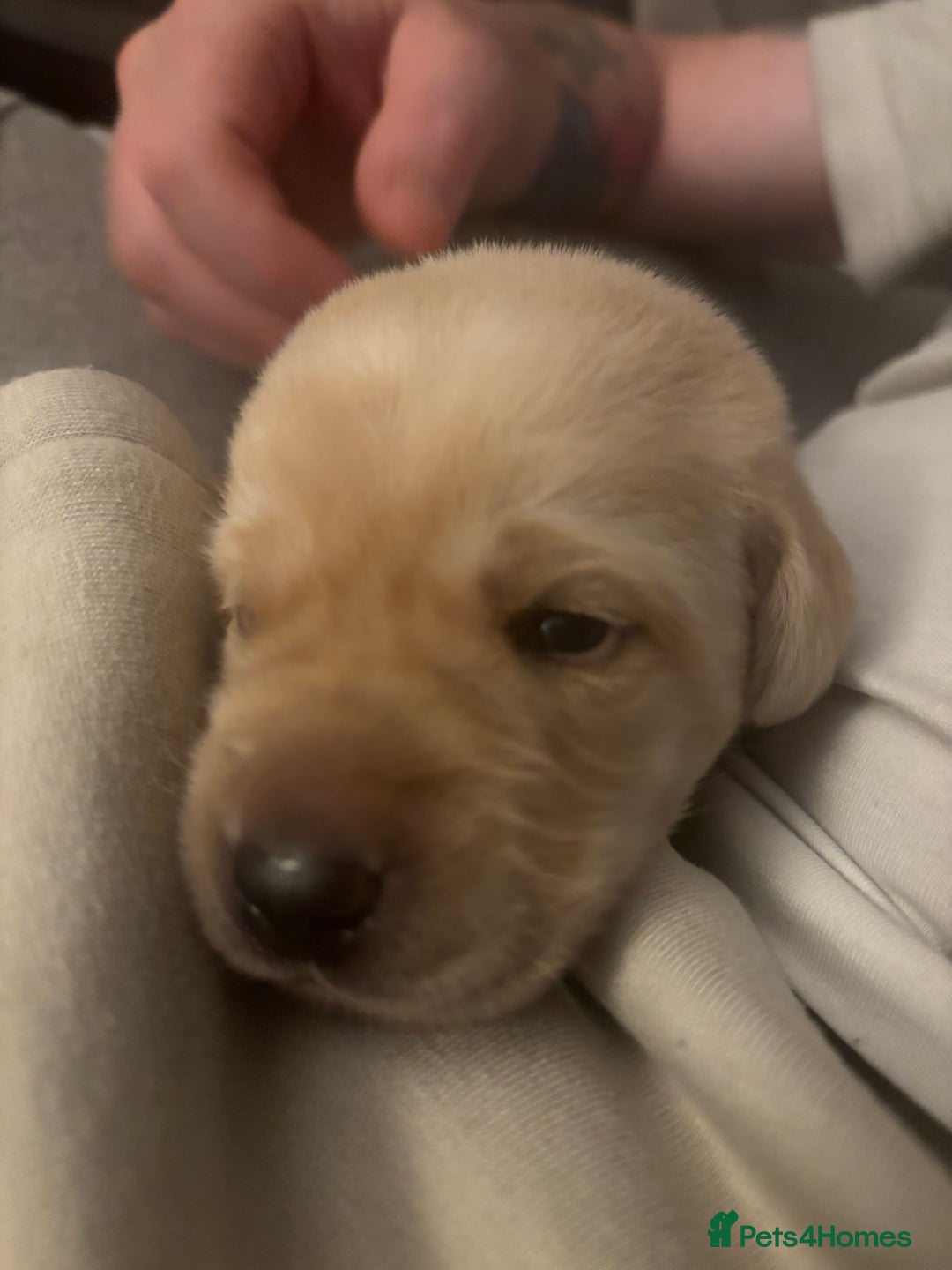 Labrador Retriever dogs for sale: Girl & Boy beautiful lab pups With paperwork  - Image 17