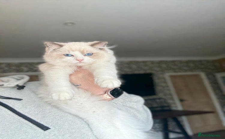 Ragdoll cats - Advert 9