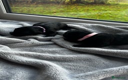 Cocker Spaniel dogs for sale: ✨ Cuddles Await from our Cocker Spaniel Pups  - Image 29