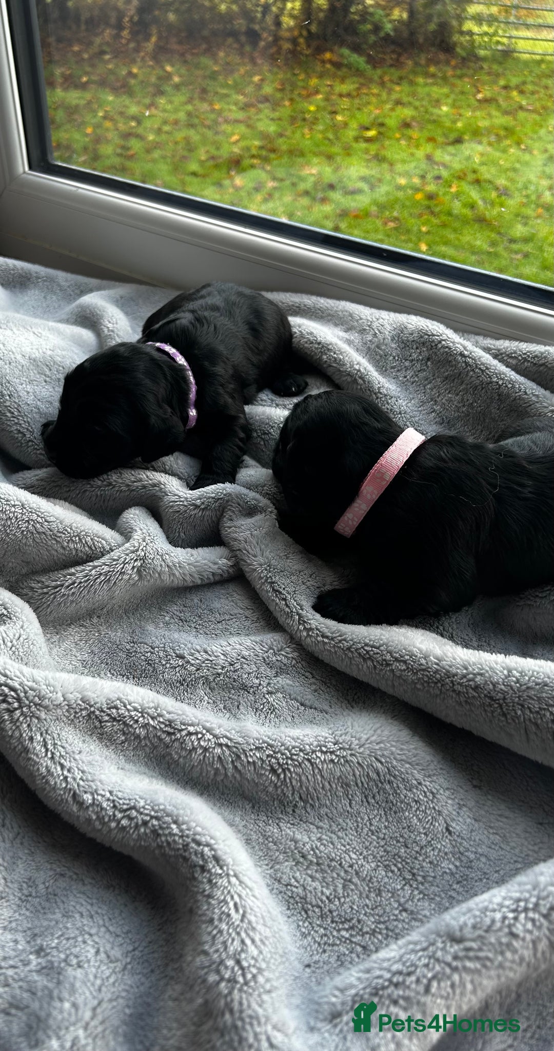 Cocker Spaniel dogs for sale: ✨ Cuddles Await from our Cocker Spaniel Pups  - Image 29