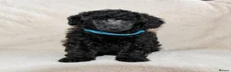 Miniature Poodle dogs for sale: Adorable kc reg miniature poodles - Advert 5