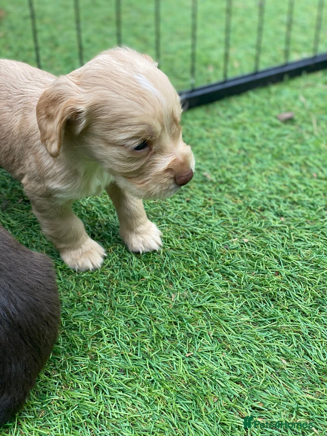Cocker Spaniel dogs for sale: Health Tested Cocker Spaniel Pups - Image 6