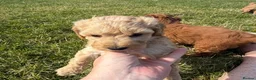 Cockapoo dogs for sale: Small F1b COCKAPOO Puppies (mini c/poo x toy poodl - Advert 12