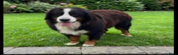 Bernese Mountain Dog dogs for sale: Ikc registered Bernese mountain - Advert 8