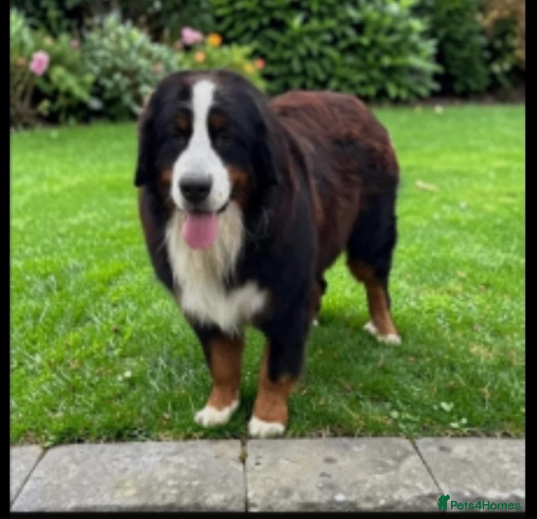 Bernese Mountain Dog dogs for sale: Ikc registered Bernese mountain - Advert 8