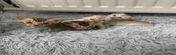 Bengal cats for sale: Bengal kittens for sale - Advert 1