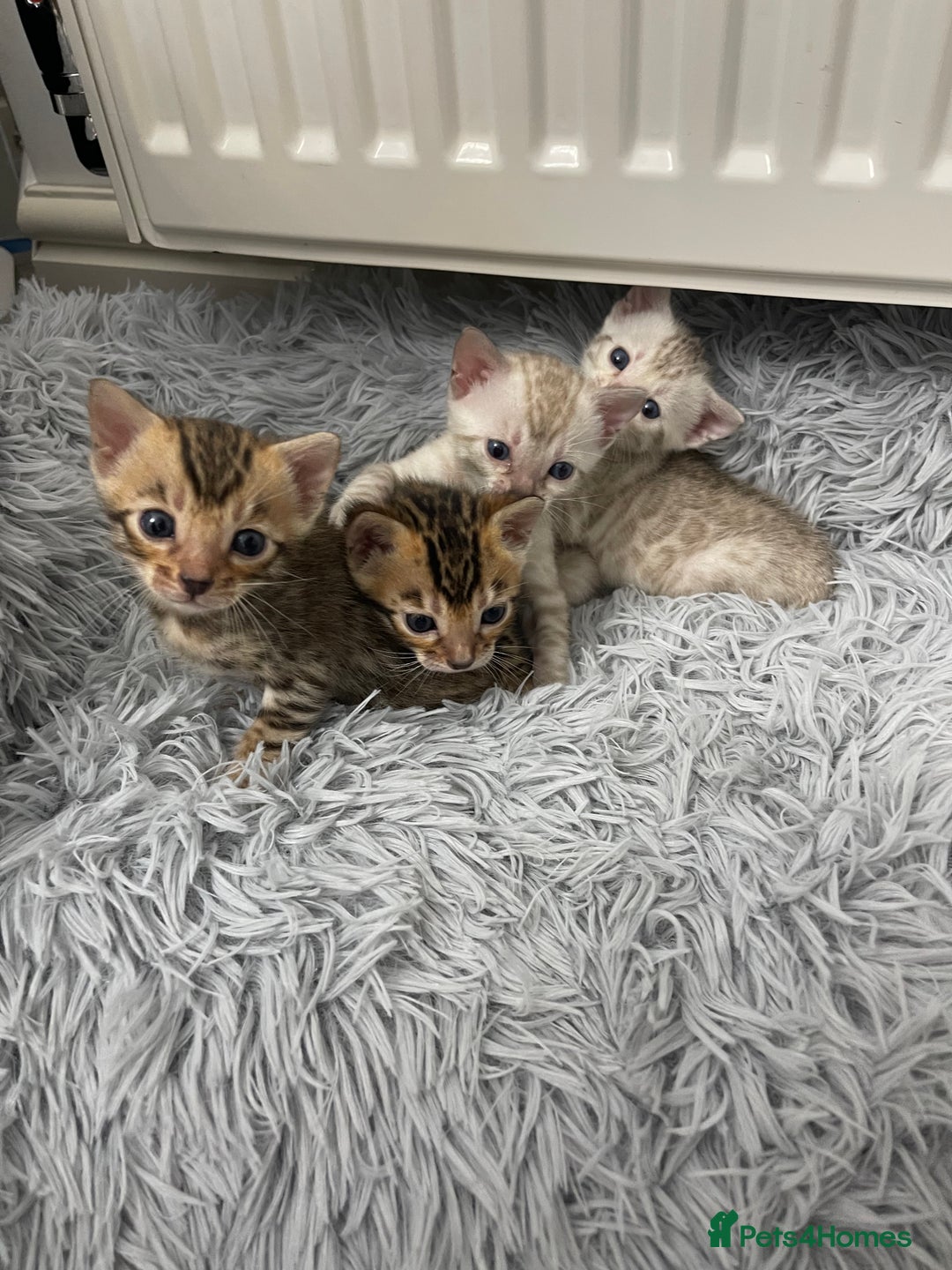 Bengal cats for sale: Bengal kittens for sale - Advert 1
