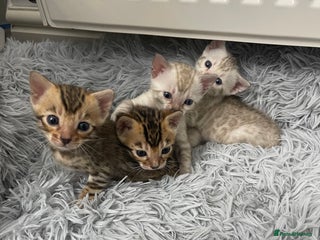 Bengal cats Bengal kittens for sale - Advert 1