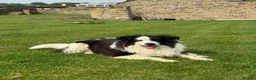 Border Collie dogs for sale: Border Collie Puppy’s litter of 6 gorgeous pups.  - Advert 30