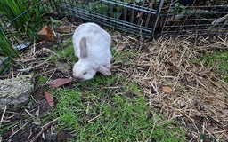 Mini Lop rabbits for sale: Bonded pair of cute friendly young mini lop boys - Image 9