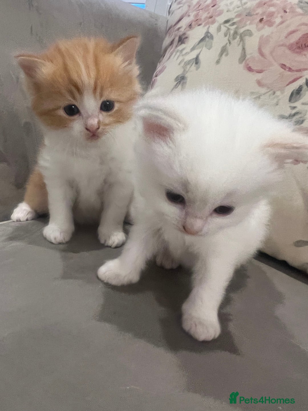 Ragdoll cats for sale: Beautiful ragdoll mix kittens  - Image 8