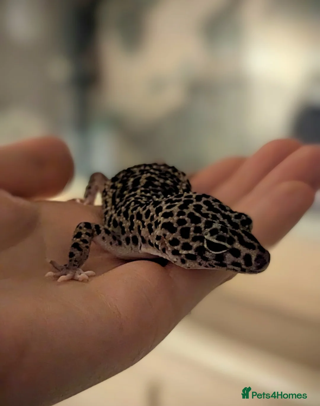 Leopard Gecko reptiles for sale: Two Beautiful Female Leopard Geckos - Advert 5
