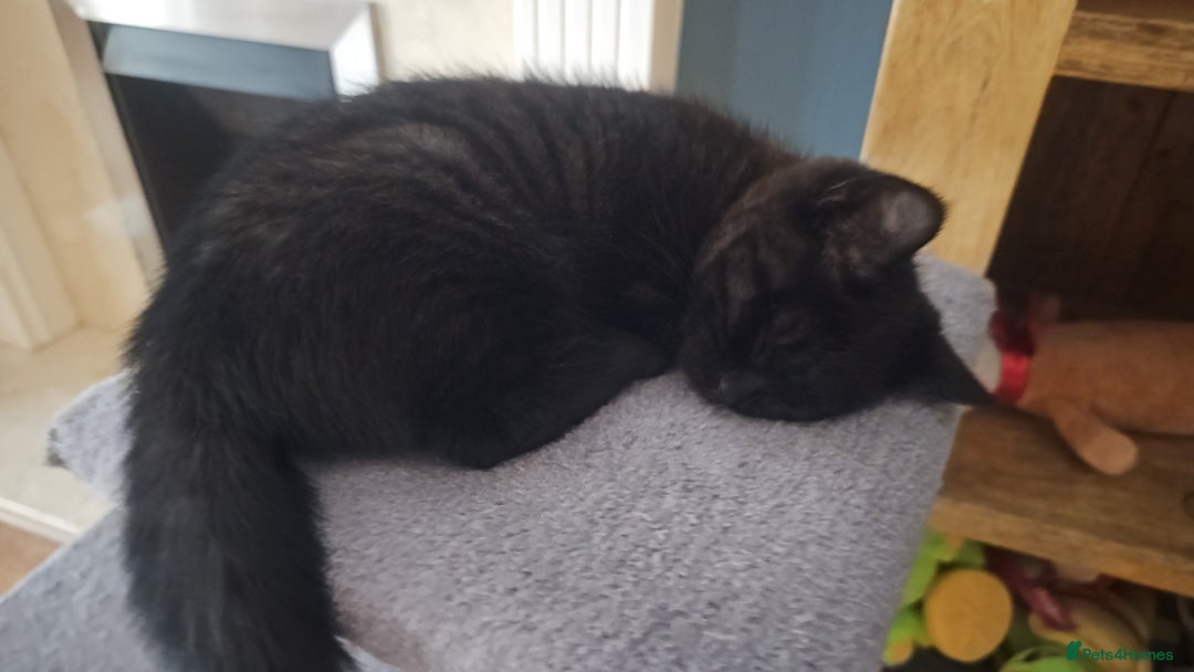 British Shorthair cats for sale:  🐾 Gorgeous Black Kittens – 11 Weeks Old 🐾   - Image 19