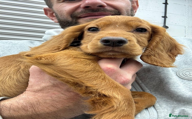 Cocker Spaniel dogs - Advert 7
