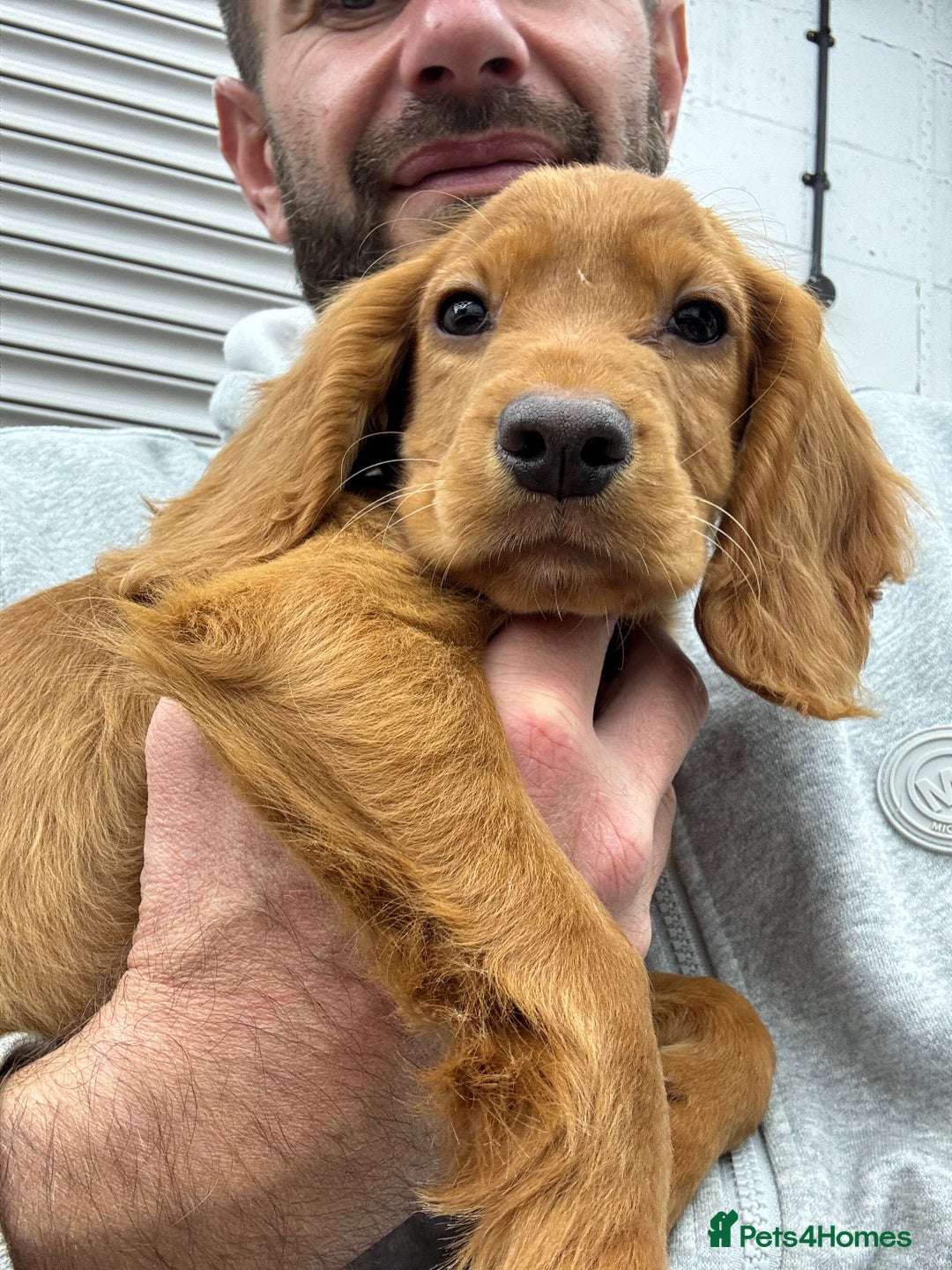 Cocker Spaniel dogs for sale: Working cocker spaniel - champion bloodlines  - Image 1
