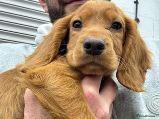 Cocker Spaniel dogs - Advert 22