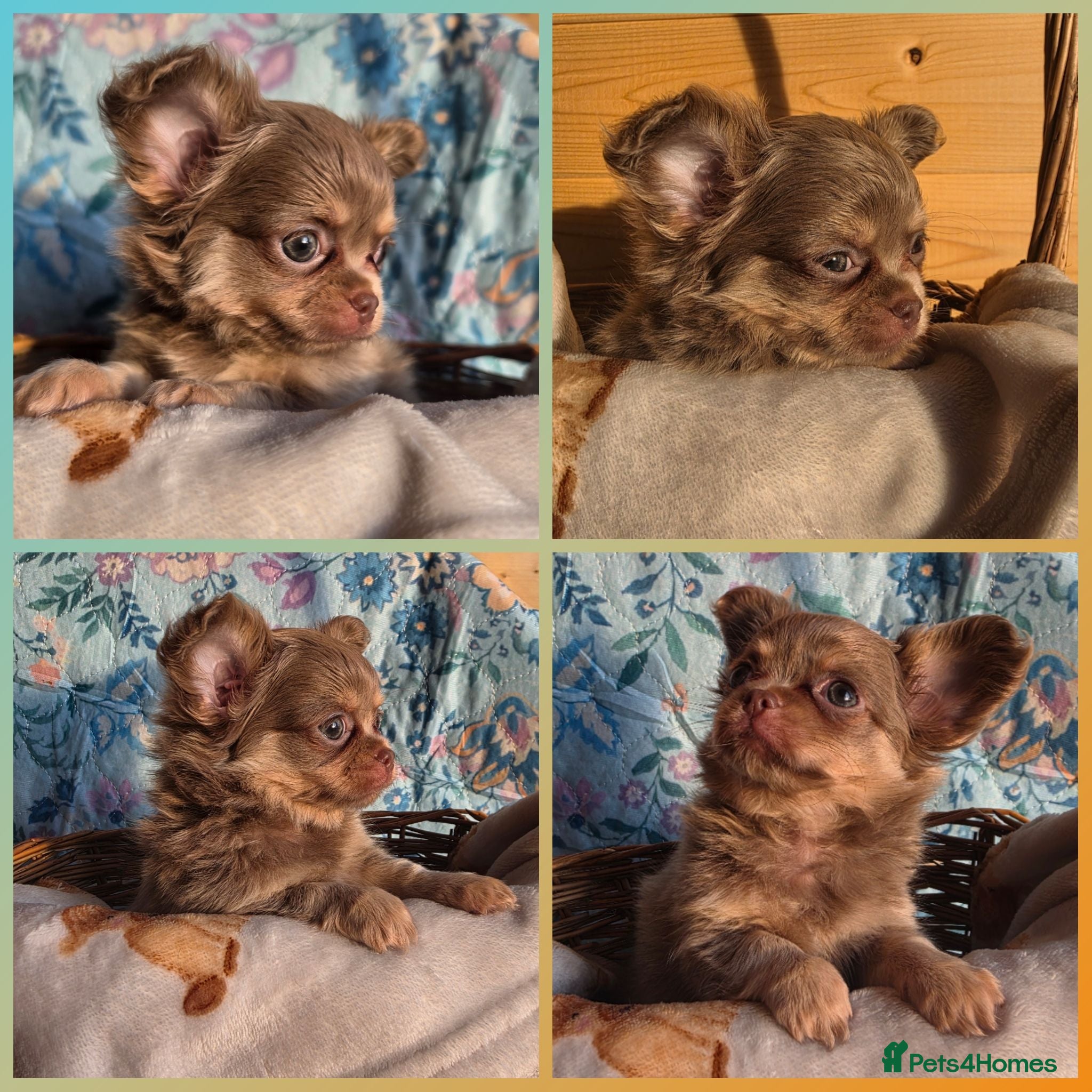Chihuahua dogs Lilac and cream chihuahua puppys - Advert 2