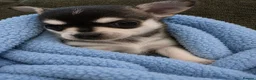 Chihuahua dogs for sale: Outstanding Tiny Pedigree Chihuahua Puppies - Advert 1