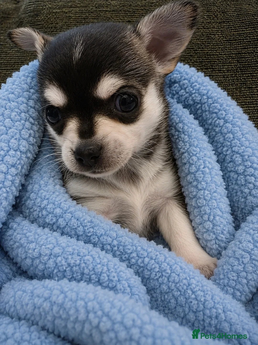 Chihuahua dogs for sale: Outstanding Tiny Pedigree Chihuahua Puppies - Advert 1