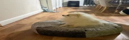 Pomeranian dogs for sale: Snowy boy  - Advert 3