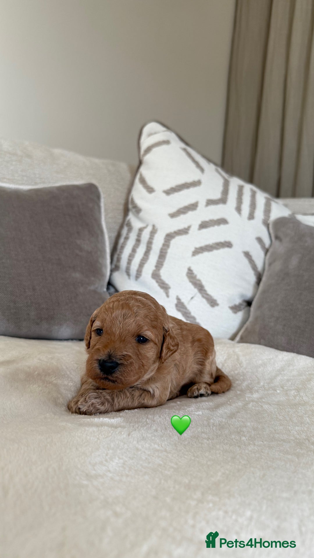 Australian Labradoodle dogs for sale: 🌟 Australian Labradoodle Puppies 🌟 - Image 8
