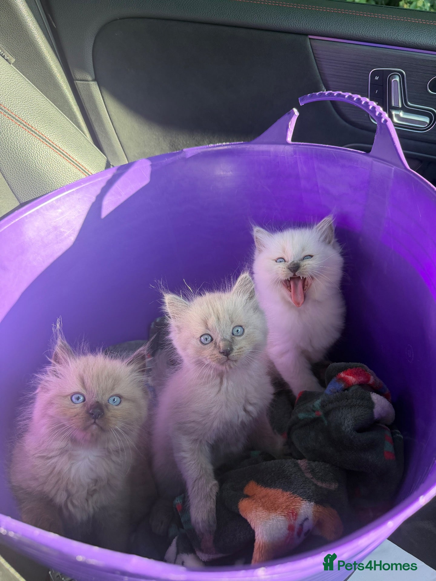 Ragdoll cats 2 beautiful ragdoll boys left - Advert 3