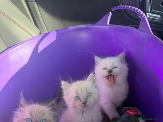 Ragdoll cats 2 beautiful ragdoll boys left - Advert 3